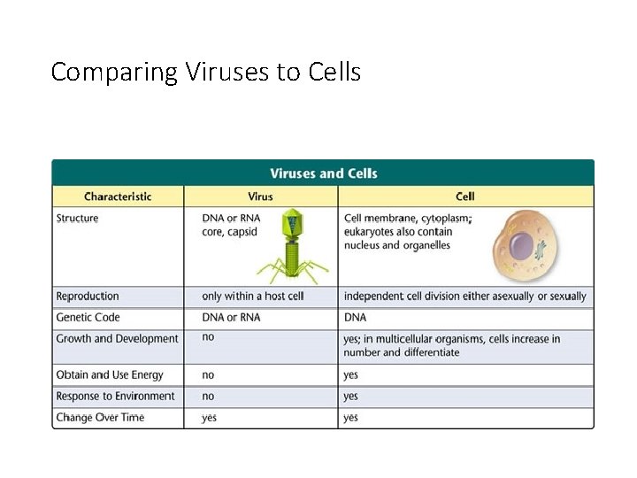 Comparing Viruses to Cells 
