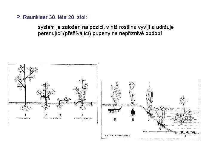 P. Raunkiaer 30. léta 20. stol: systém je založen na pozici, v níž rostlina P. Raunkiaer 30. léta 20. stol: systém je založen na pozici, v níž rostlina