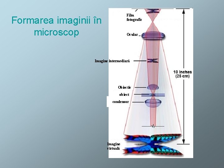 Film fotografic Formarea imaginii în microscop Ocular Imagine intermediară Obiectiv obiect condensor Imagine virtuală