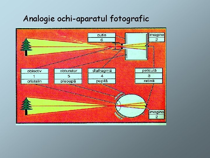 Analogie ochi-aparatul fotografic 