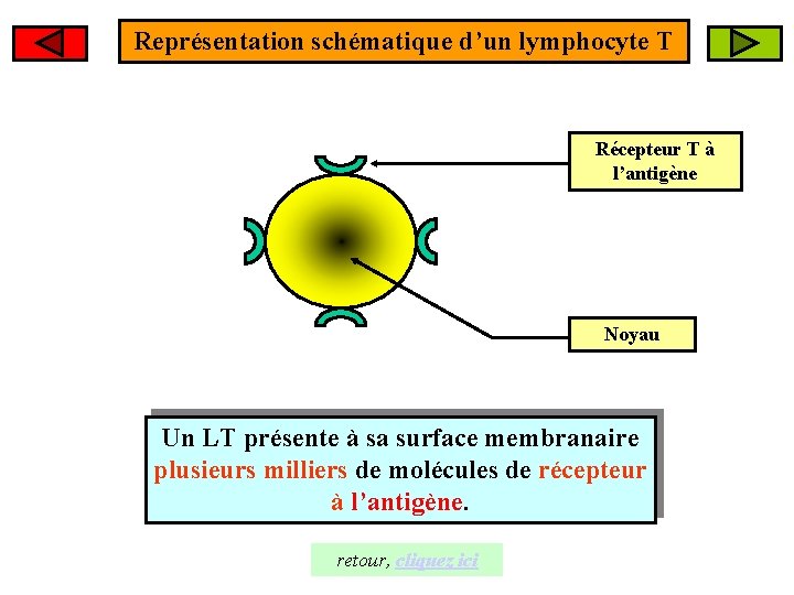 Représentation schématique d’un lymphocyte T Récepteur T à l’antigène Noyau Un LT présente à