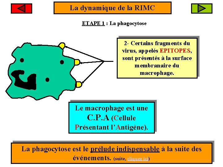 La dynamique de la RIMC ETAPE 1 : La phagocytose Virus Macrophage 1 -