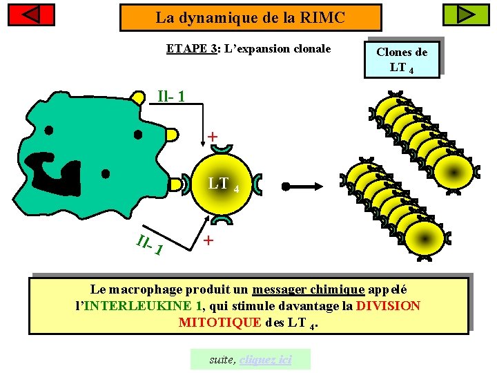 La dynamique de la RIMC ETAPE 3: L’expansion clonale Clones de LT 4 Il-