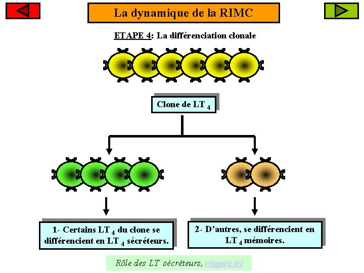 La dynamique de la RIMC ETAPE 4: La différenciation clonale Clone de LT 4