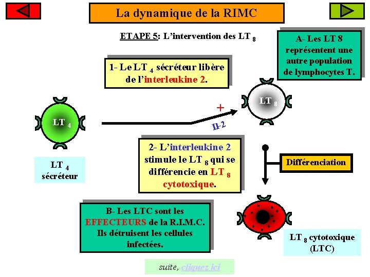La dynamique de la RIMC ETAPE 5: L’intervention des LT 8 A- Les LT