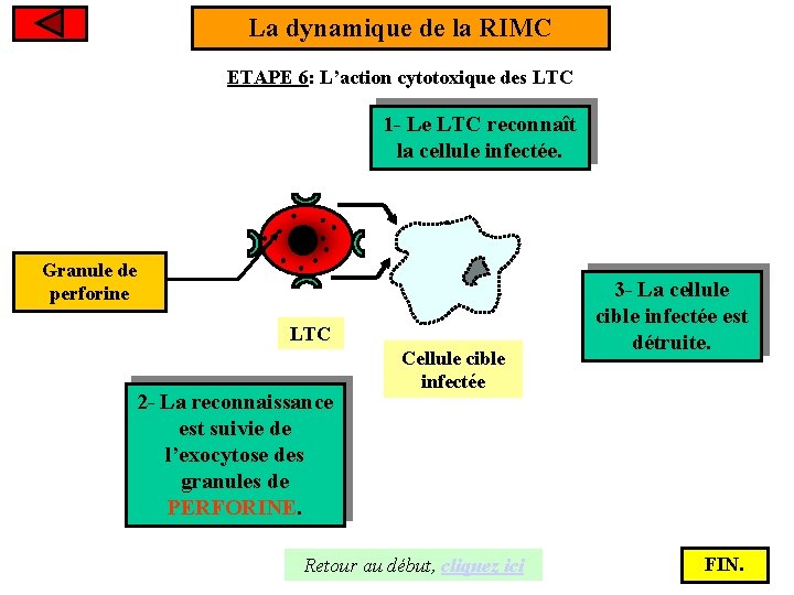 La dynamique de la RIMC ETAPE 6: L’action cytotoxique des LTC 1 - Le
