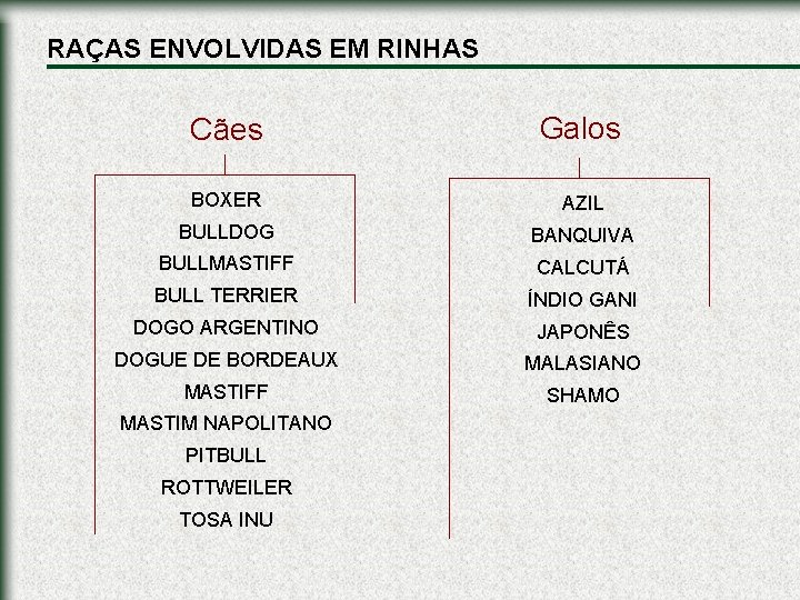 RAÇAS ENVOLVIDAS EM RINHAS Cães Galos BOXER AZIL BULLDOG BANQUIVA BULLMASTIFF CALCUTÁ BULL TERRIER