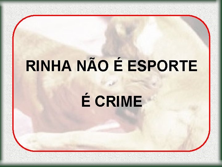 RINHA NÃO É ESPORTE É CRIME 