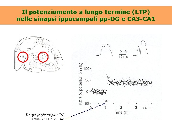 Il potenziamento a lungo termine (LTP) nelle sinapsi ippocampali pp-DG e CA 3 -CA