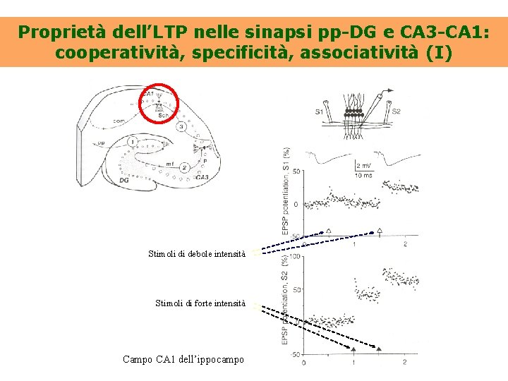 Proprietà dell’LTP nelle sinapsi pp-DG e CA 3 -CA 1: cooperatività, specificità, associatività (I)