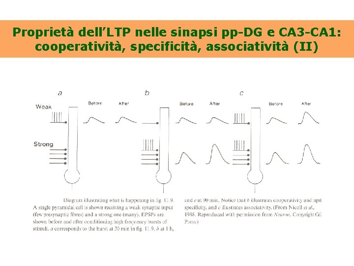 Proprietà dell’LTP nelle sinapsi pp-DG e CA 3 -CA 1: cooperatività, specificità, associatività (II)