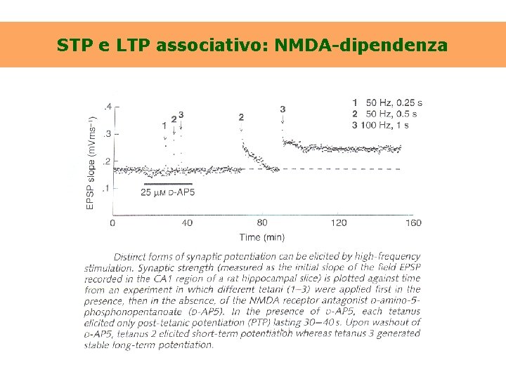 STP e LTP associativo: NMDA-dipendenza 