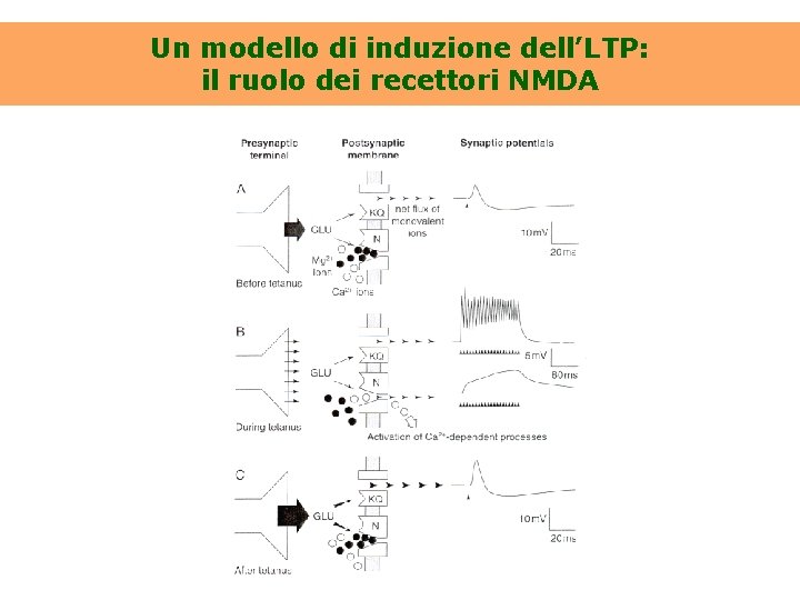 Un modello di induzione dell’LTP: il ruolo dei recettori NMDA 