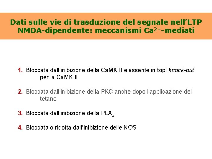 Dati sulle vie di trasduzione del segnale nell’LTP NMDA-dipendente: meccanismi Ca 2+-mediati 1. Bloccata