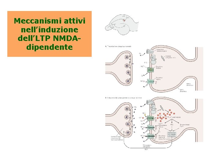 Meccanismi attivi nell’induzione dell’LTP NMDAdipendente 