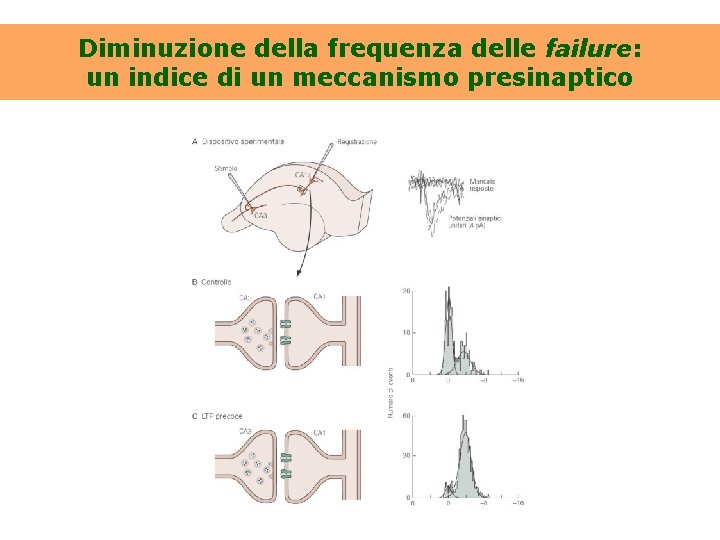 Diminuzione della frequenza delle failure: un indice di un meccanismo presinaptico 