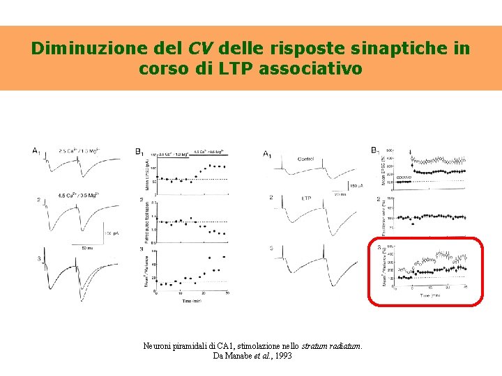 Diminuzione del CV delle risposte sinaptiche in corso di LTP associativo Neuroni piramidali di