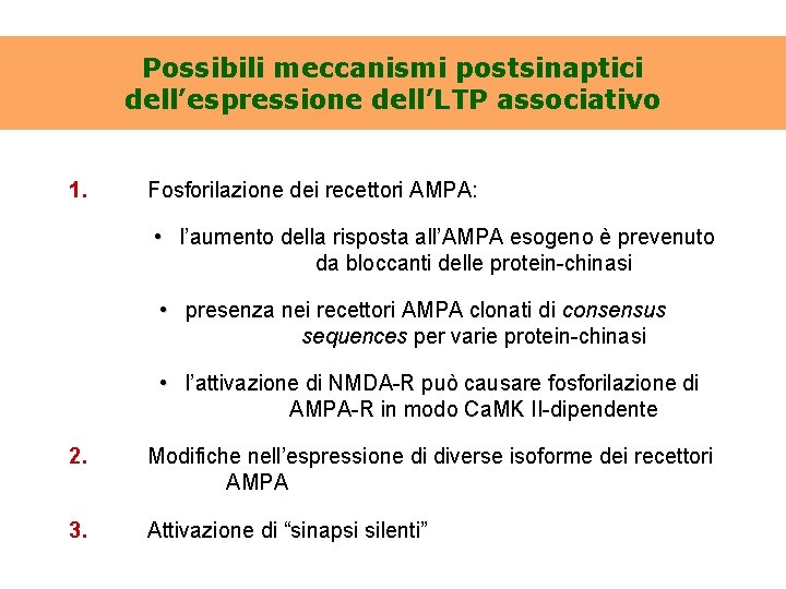 Possibili meccanismi postsinaptici dell’espressione dell’LTP associativo 1. Fosforilazione dei recettori AMPA: • l’aumento della