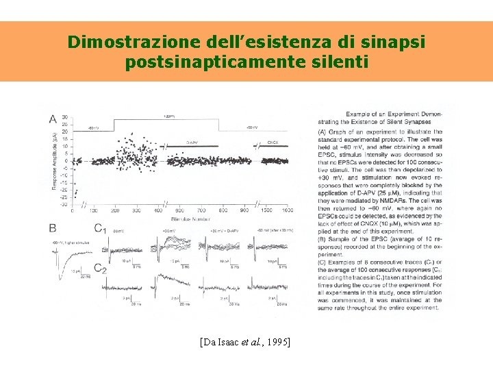 Dimostrazione dell’esistenza di sinapsi postsinapticamente silenti [Da Isaac et al. , 1995] 