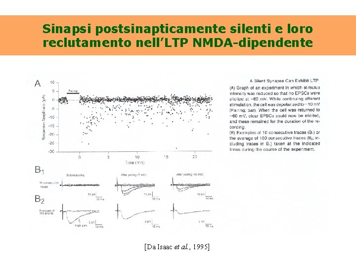 Sinapsi postsinapticamente silenti e loro reclutamento nell’LTP NMDA-dipendente [Da Isaac et al. , 1995]