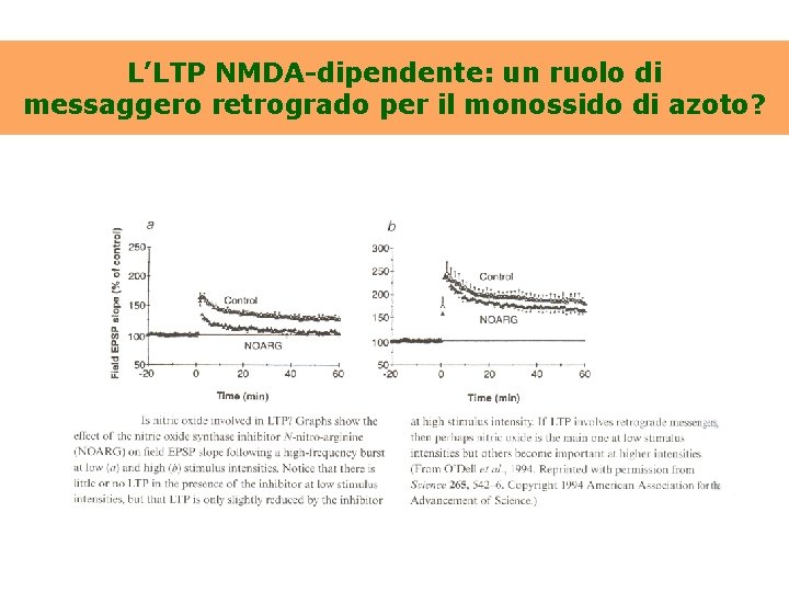 L’LTP NMDA-dipendente: un ruolo di messaggero retrogrado per il monossido di azoto? 