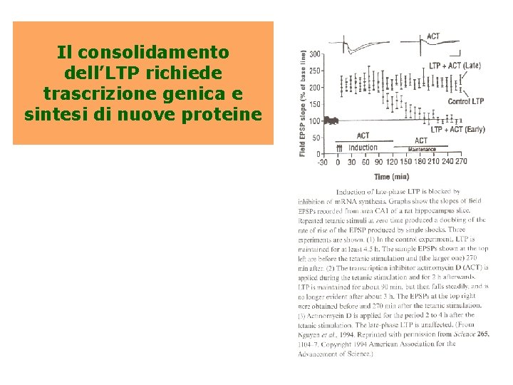 Il consolidamento dell’LTP richiede trascrizione genica e sintesi di nuove proteine 