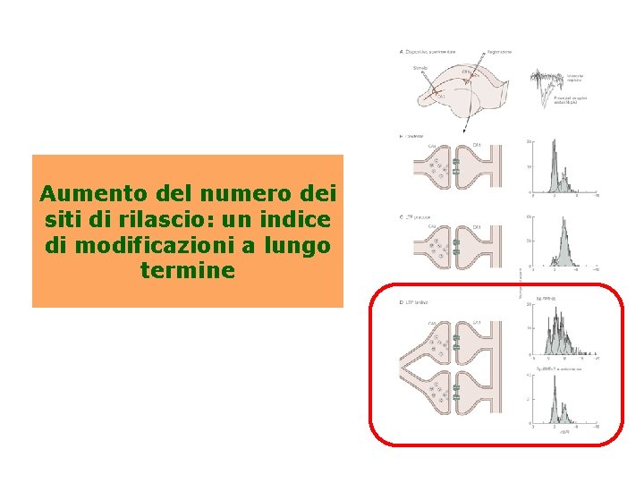 Aumento del numero dei siti di rilascio: un indice di modificazioni a lungo termine