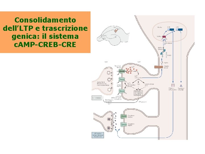 Consolidamento dell’LTP e trascrizione genica: il sistema c. AMP-CREB-CRE 