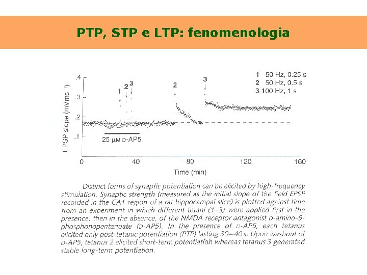 PTP, STP e LTP: fenomenologia 