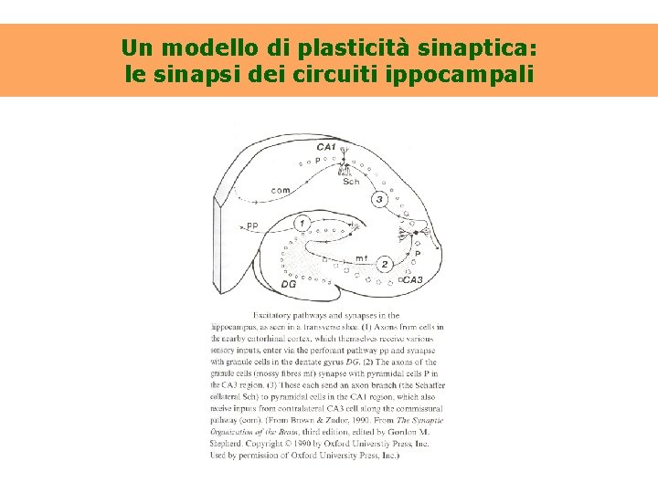 Un modello di plasticità sinaptica: le sinapsi dei circuiti ippocampali 