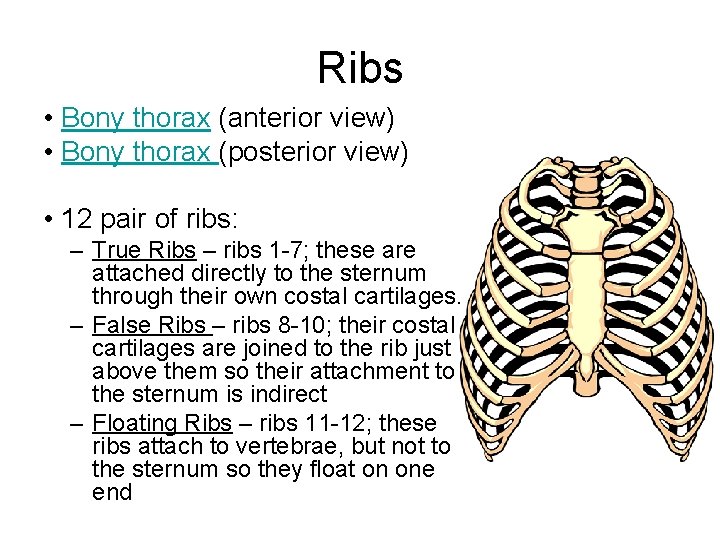 Ribs • Bony thorax (anterior view) • Bony thorax (posterior view) • 12 pair
