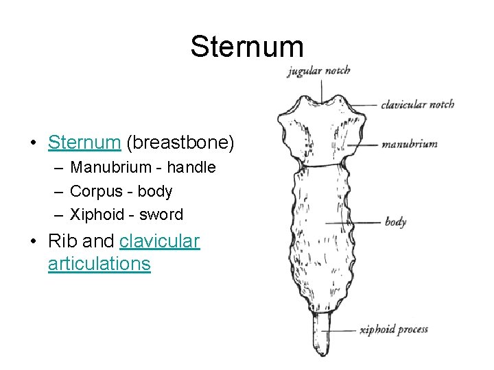 Sternum • Sternum (breastbone) – Manubrium - handle – Corpus - body – Xiphoid