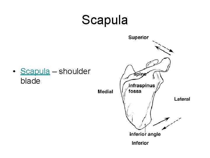 Scapula • Scapula – shoulder blade 