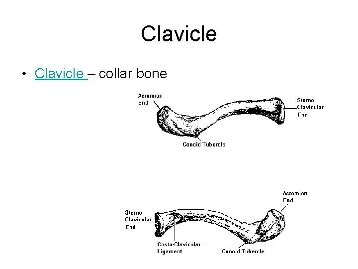 Clavicle • Clavicle – collar bone 