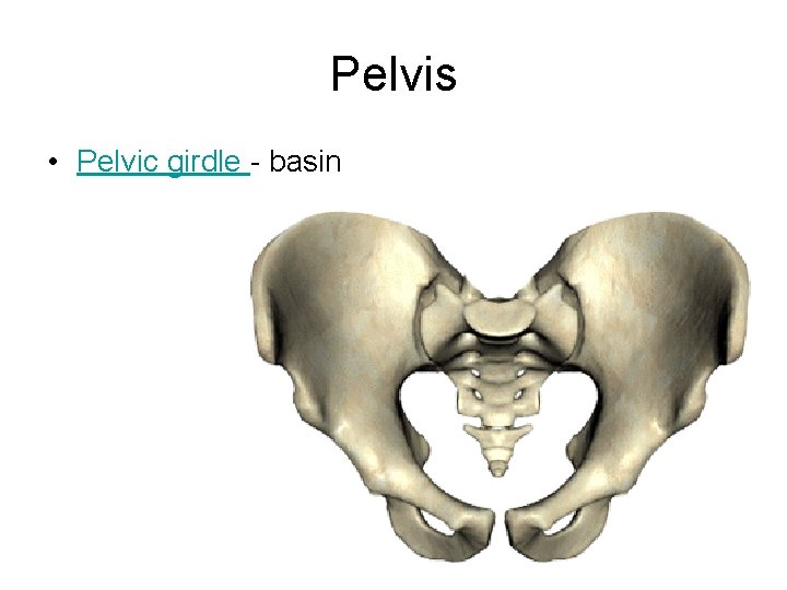 Pelvis • Pelvic girdle - basin 