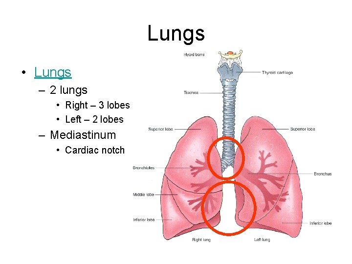 Lungs • Lungs – 2 lungs • Right – 3 lobes • Left –