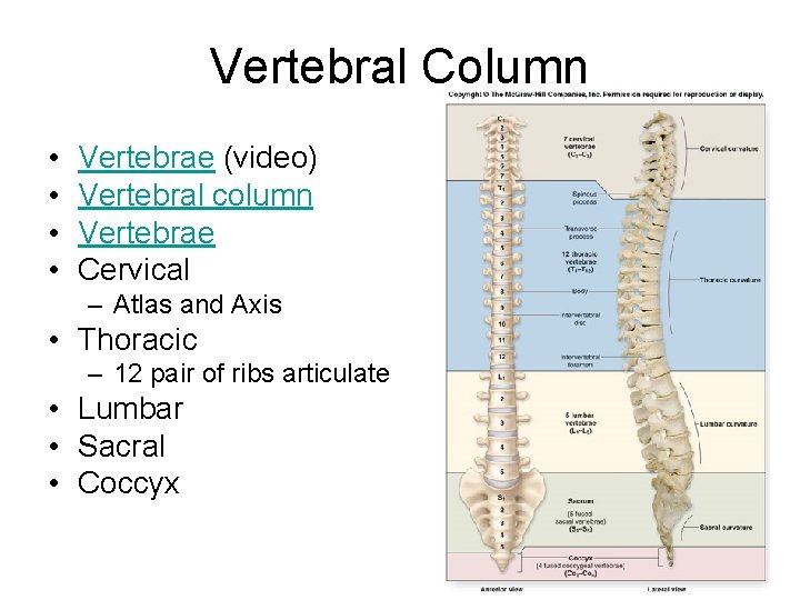 Vertebral Column • • Vertebrae (video) Vertebral column Vertebrae Cervical – Atlas and Axis