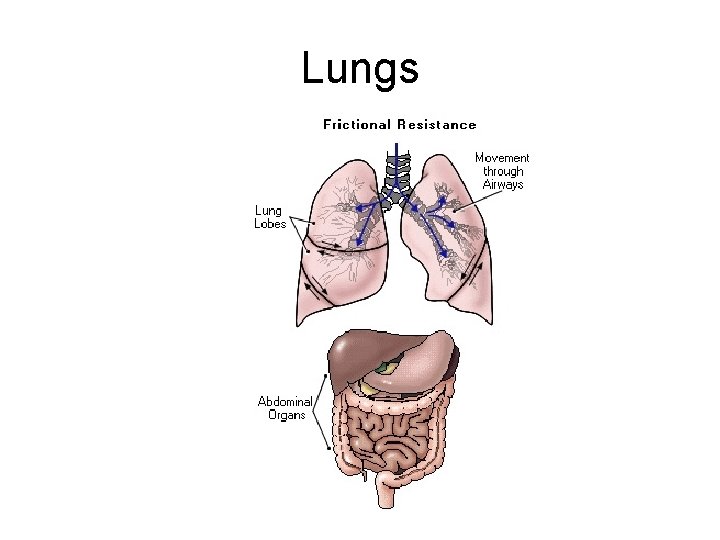 Lungs 