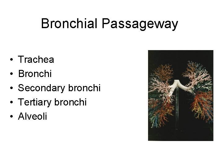 Bronchial Passageway • • • Trachea Bronchi Secondary bronchi Tertiary bronchi Alveoli 