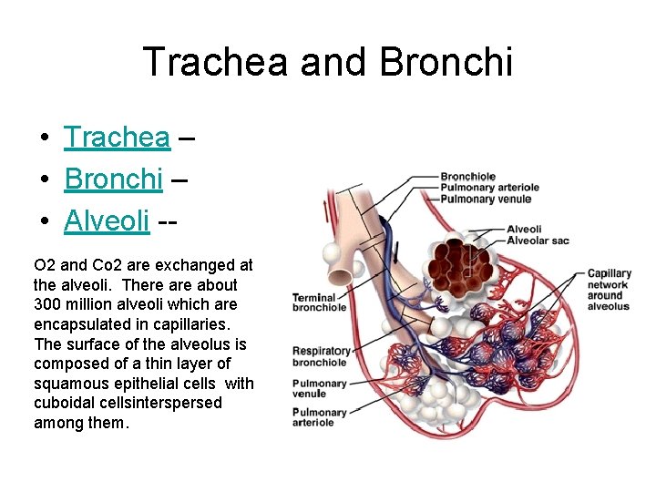 Trachea and Bronchi • Trachea – • Bronchi – • Alveoli -O 2 and