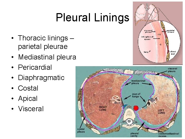 Pleural Linings • Thoracic linings – parietal pleurae • Mediastinal pleura • Pericardial •