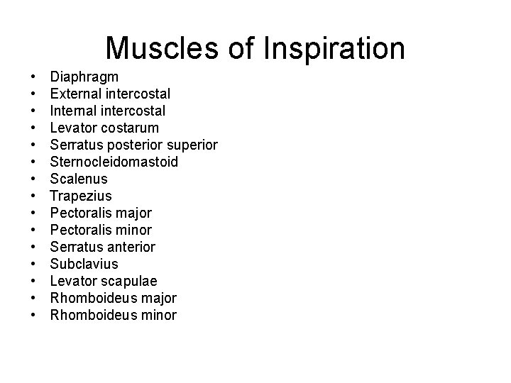 Muscles of Inspiration • • • • Diaphragm External intercostal Internal intercostal Levator costarum