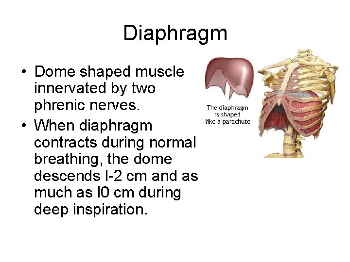 Diaphragm • Dome shaped muscle innervated by two phrenic nerves. • When diaphragm contracts