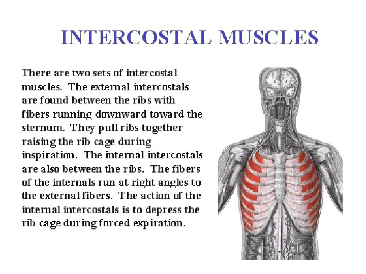 Intercostals 