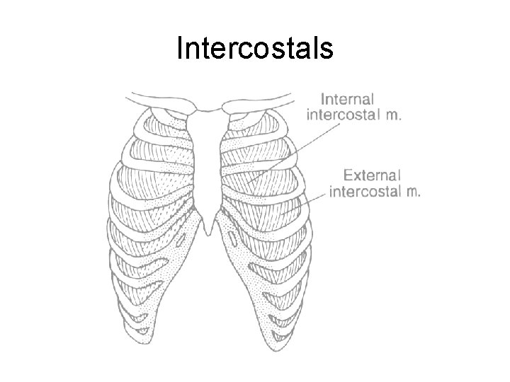 Intercostals 