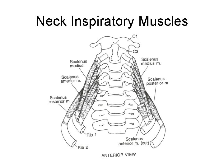 Neck Inspiratory Muscles 