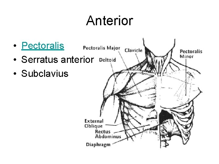 Anterior • Pectoralis • Serratus anterior • Subclavius 