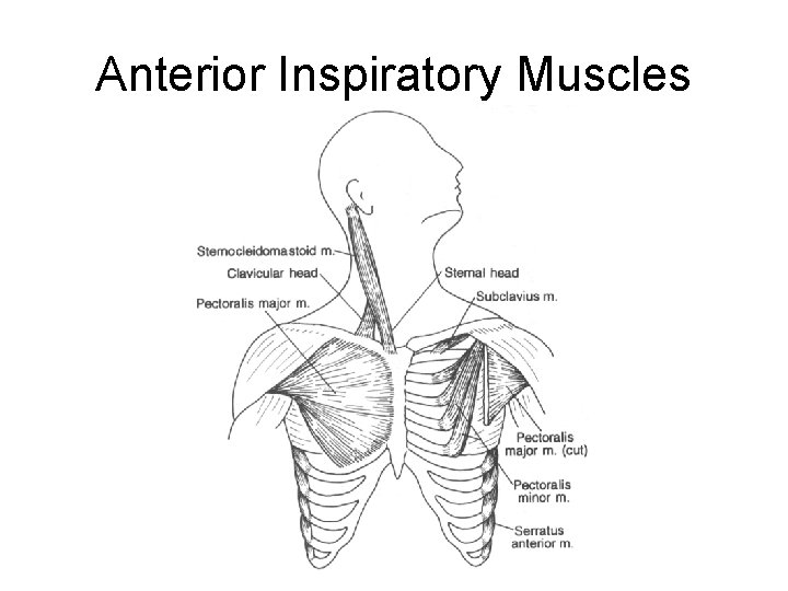 Anterior Inspiratory Muscles 