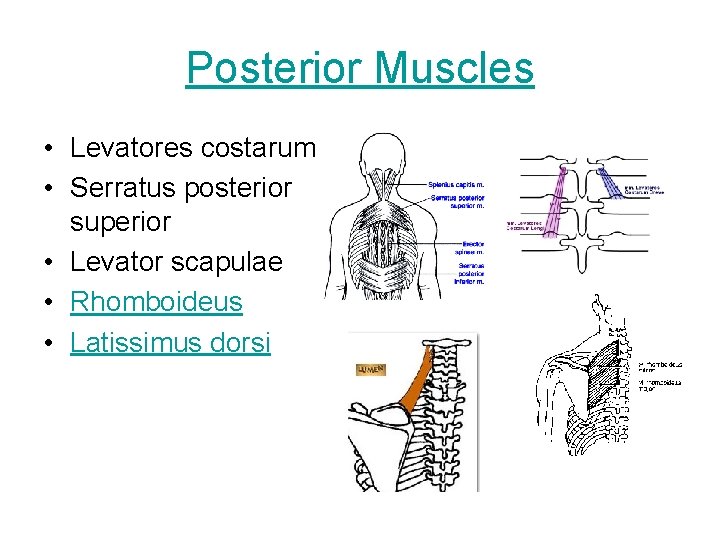 Posterior Muscles • Levatores costarum • Serratus posterior superior • Levator scapulae • Rhomboideus