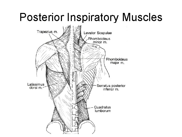 Posterior Inspiratory Muscles 